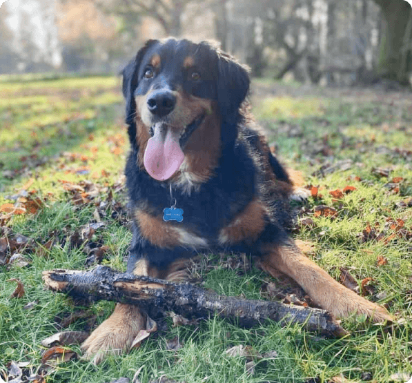 Golden Mountain dog