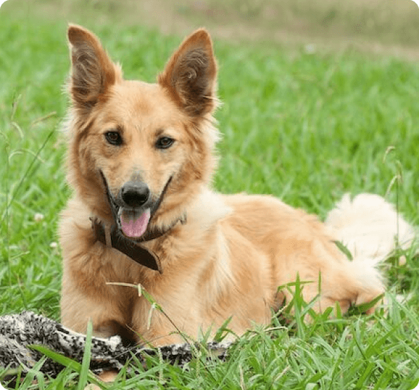 Golden Shepherd dog