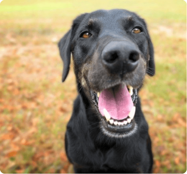 Greyador dog