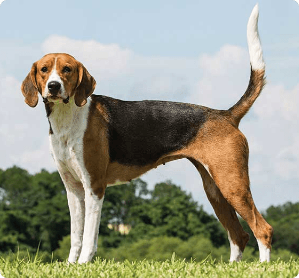 Harrier dog