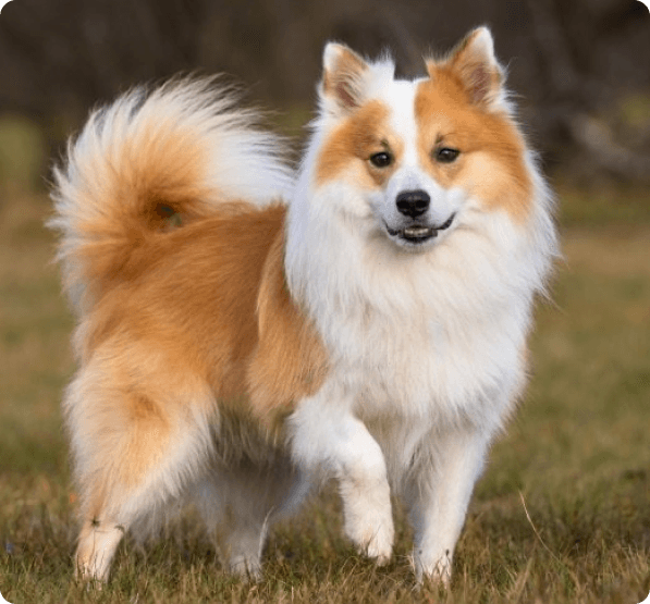 Icelandic Sheepdog dog