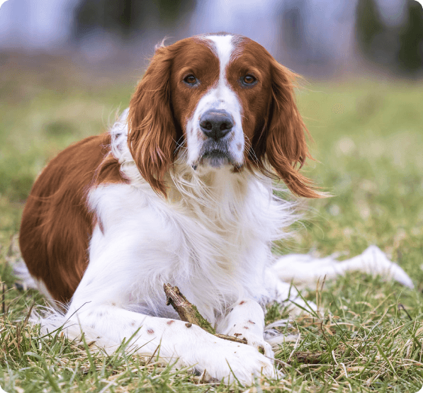 Irish Red and White Setter dog