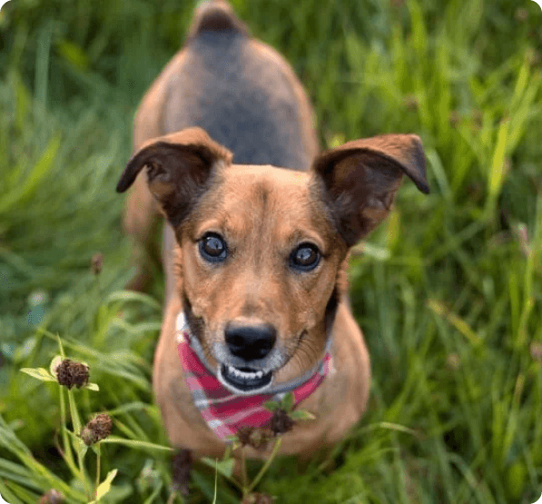 Jackshund dog