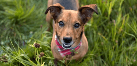 Jackshund dog