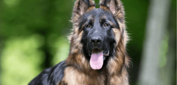 King Shepherd dog