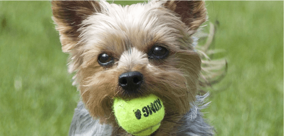 Silky Terrier dog