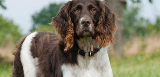 Small Munsterlander Pointer dog