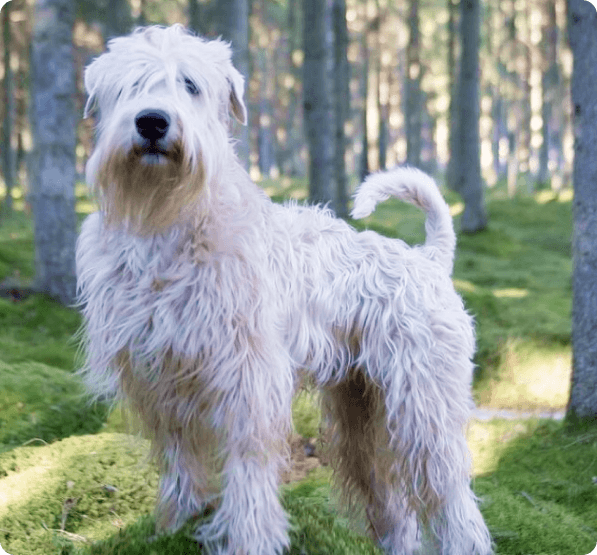 Soft Coated Wheaten Terrier dog