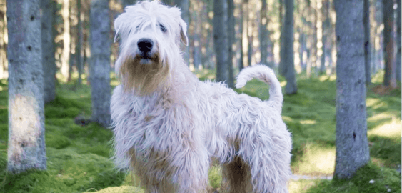 Soft Coated Wheaten Terrier dog