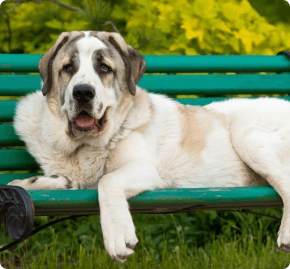 Spanish Mastiff dog