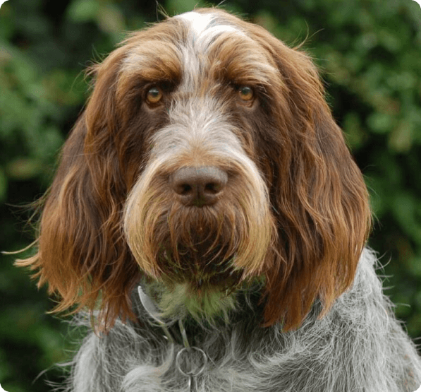 Spinone Italiano dog