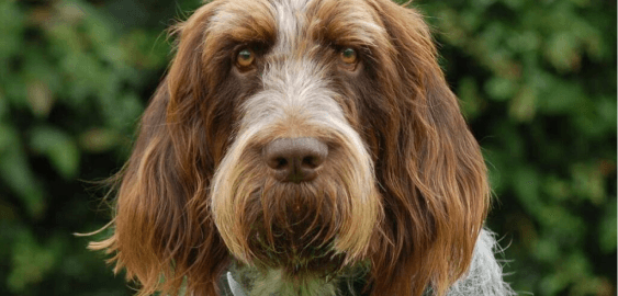 Spinone Italiano dog