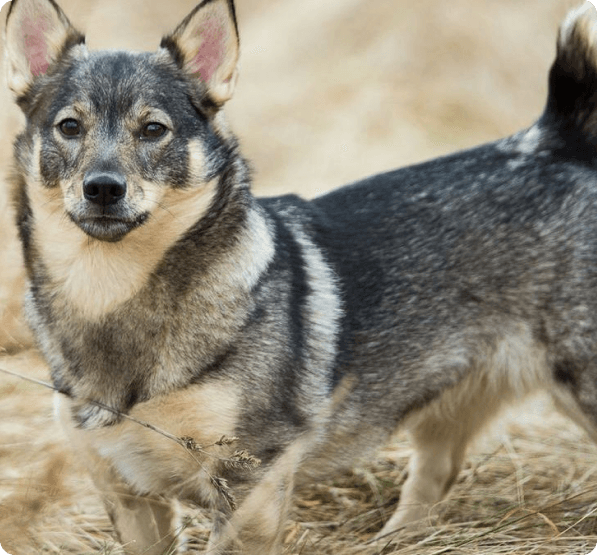 Swedish Vallhund dog