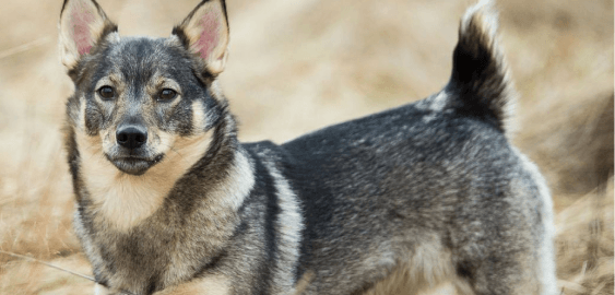 Swedish Vallhund dog