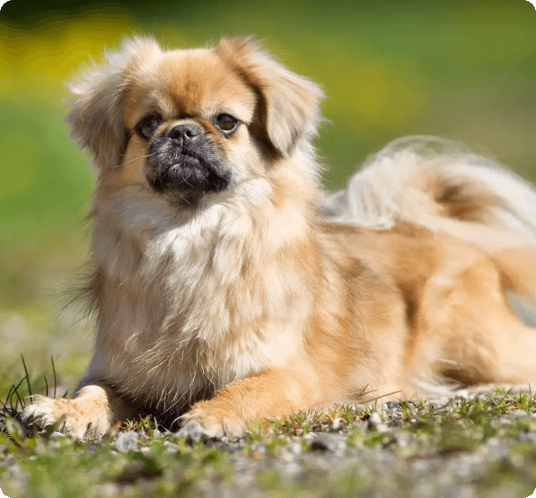 Tibetan Spaniel dog