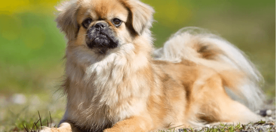 Tibetan Spaniel dog