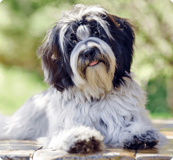 Tibetan Terrier dog