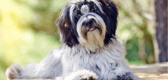 Tibetan Terrier dog