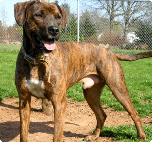 Treeing Tennessee Brindle dog