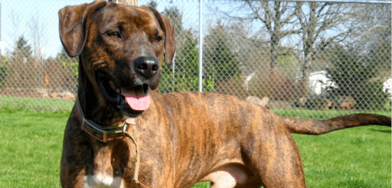 Treeing Tennessee Brindle dog