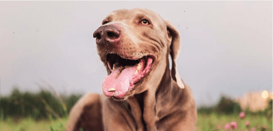 Weimaraner dog