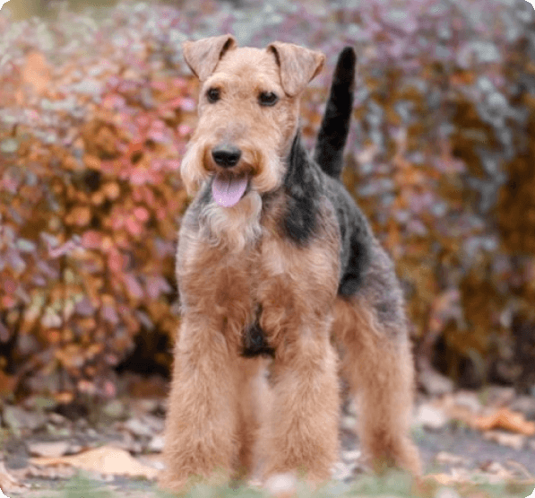 Welsh Terrier dog