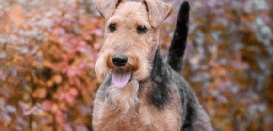 Welsh Terrier dog