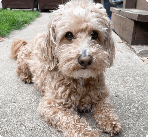 Westiepoo dog