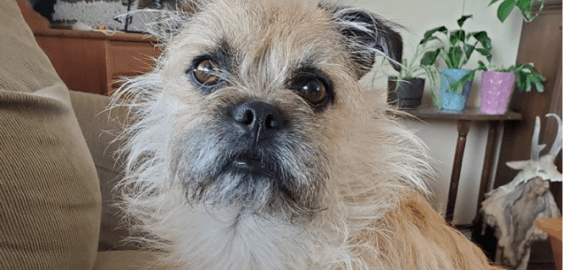 Pug Terrier Mix dog