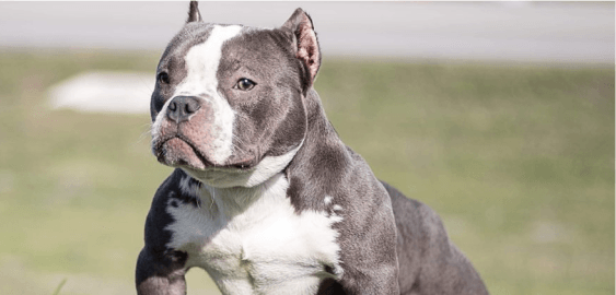 Dogs in Florida