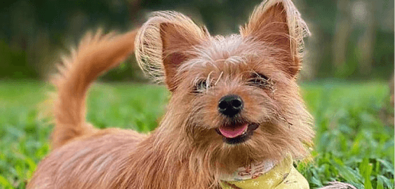 Yorkie Pom dog