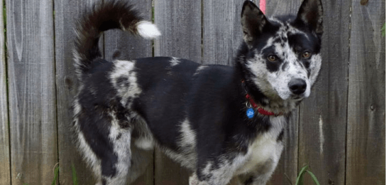 Dogs in Pennsylvania