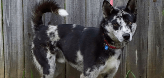 Leopard Husky dog