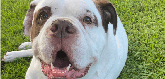 Alapaha blue blood bulldog dog