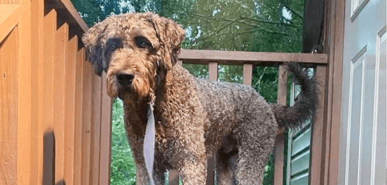 Cane Croso Bernedoodle Mix dog