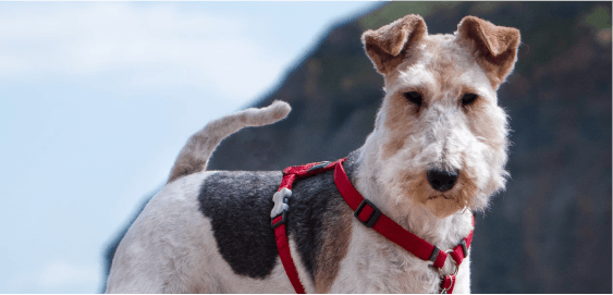 Wire Fox Terrier dog