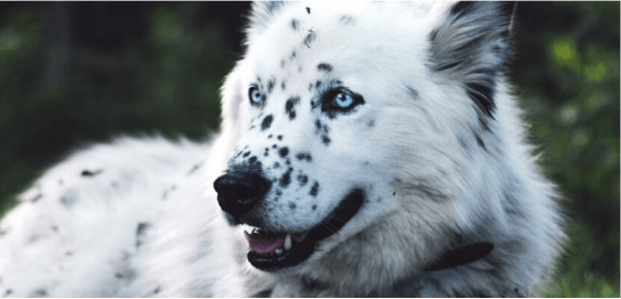 Dalmatian Huskydoodle dog