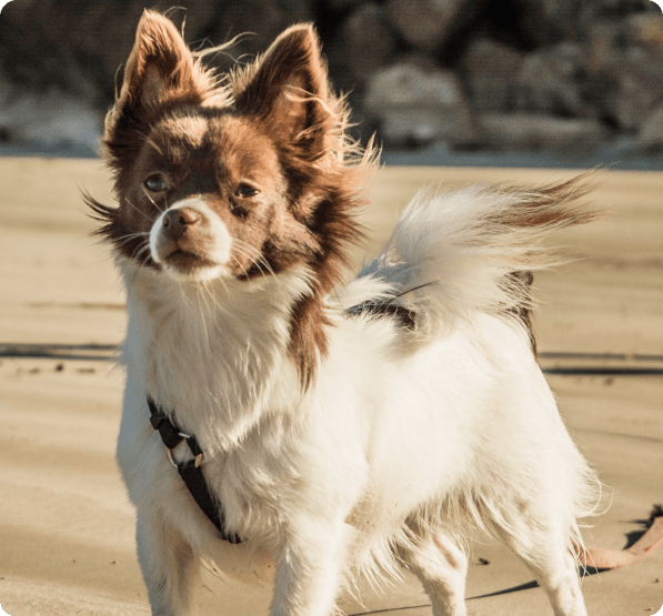 Chion Puppies for Sale