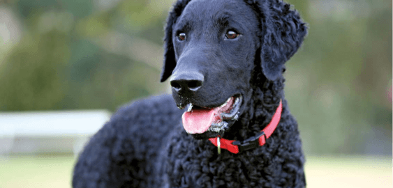 Curly-Coated Retriever dog