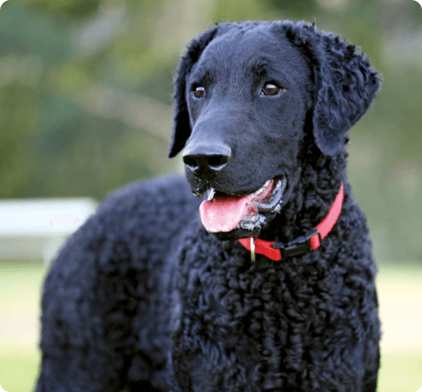 Curly-Coated Retriever dog