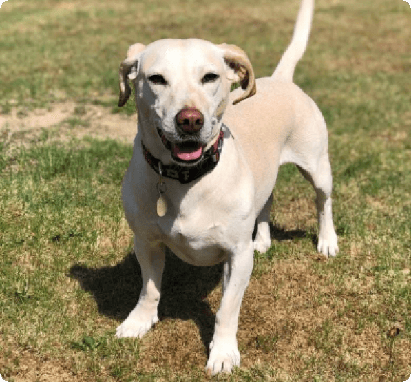 Dogs in New Mexico