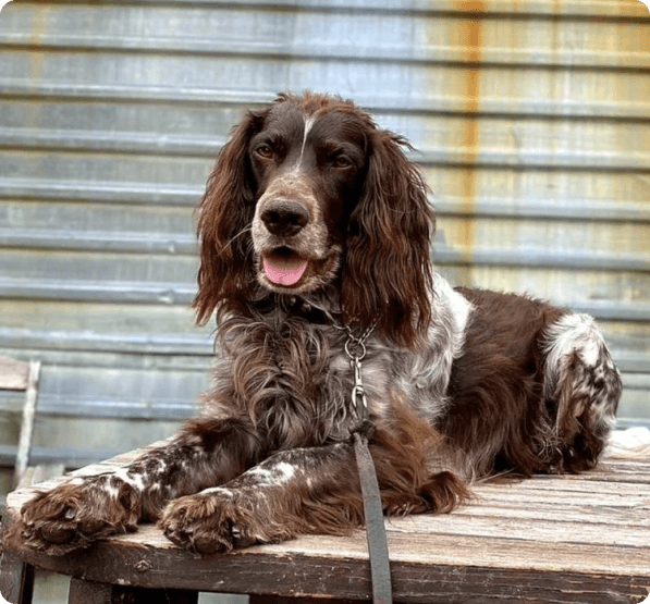 Deutscher Wachtelhund dog