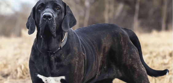 Fila Brasileiro dog