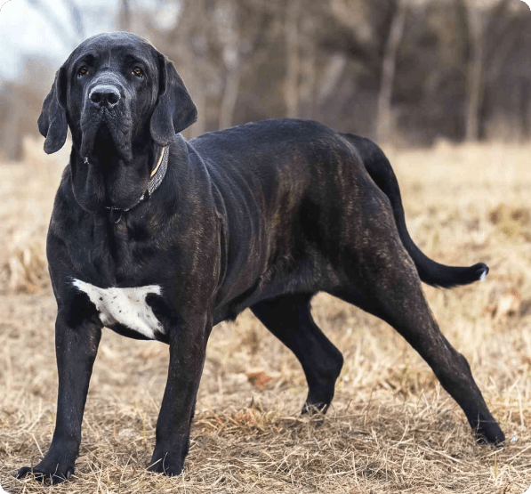 Fila Brasileiro dog