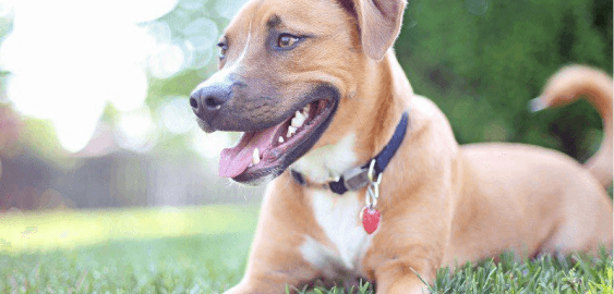 German Shepherd Pit Bull dog