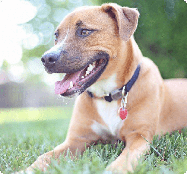 German Shepherd Pit Bull dog