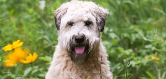 Glen of Imaal Terrier dog