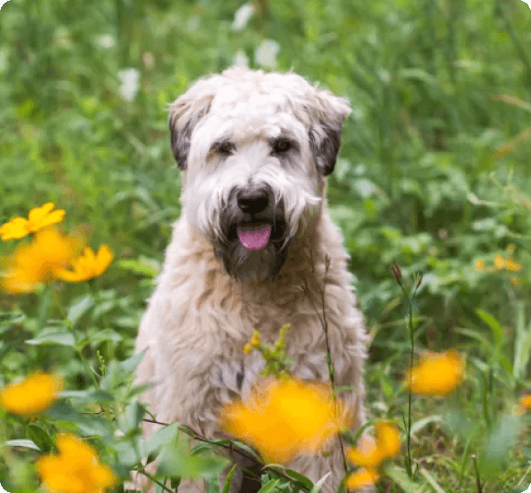 Glen of Imaal Terrier dog