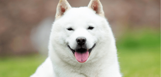 Hokkaido dog