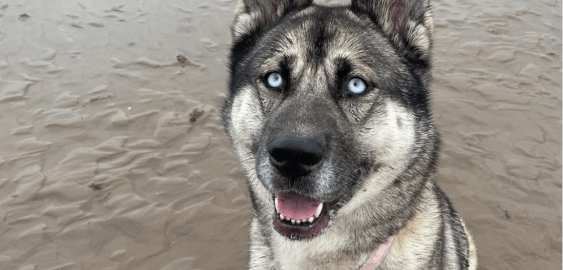 Huskita dog